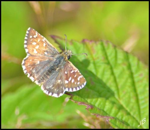 Réf. 186 650 : Pyrgus sp.